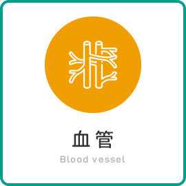 血管 Blood vessel